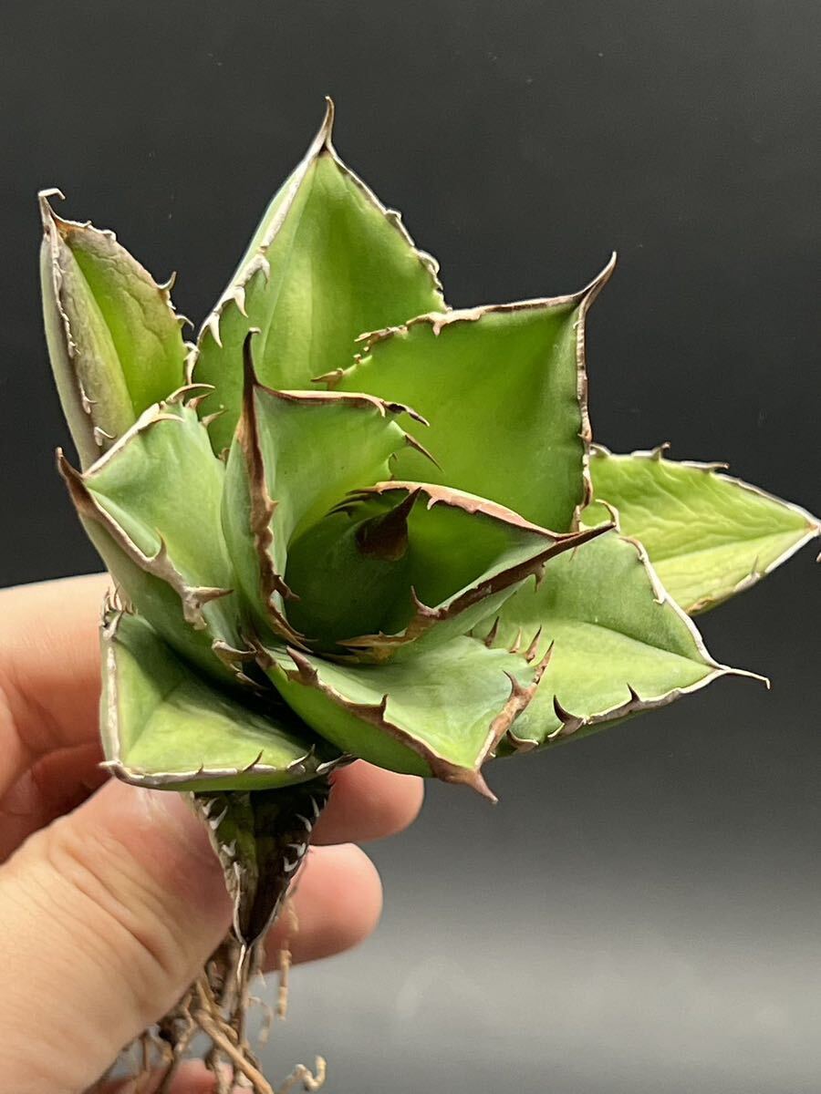 多肉植物　【特選】　3株セット　アガベ　agave titanota チタノタ『宝珠』　5_画像4