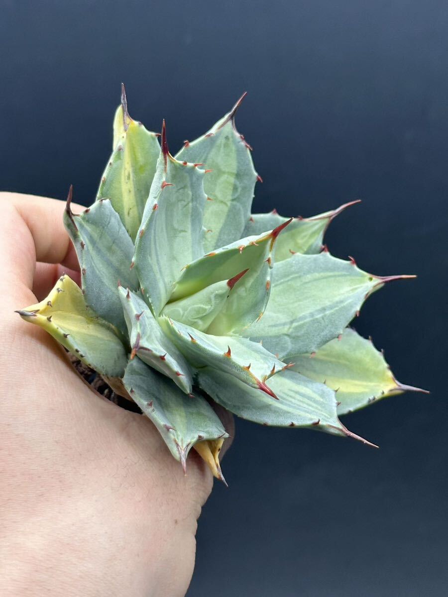 [ shining ..] succulent plant agave Paris - horn changer sis finest quality .. entering .. heaven .1