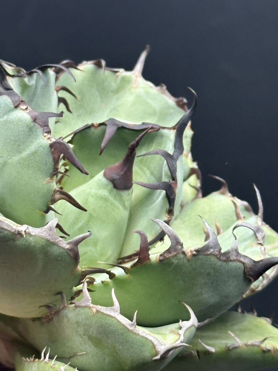 [ shining ..] succulent plant agave chitanota black . a little over . super good type stock special selection MAXAGAVE unusual super large stock parent stock 3