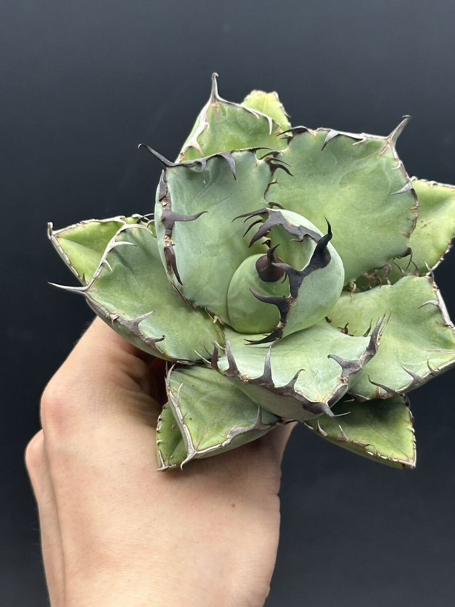 [ shining ..] succulent plant agave chitanota black . a little over . super good type stock special selection MAXAGAVE unusual super large stock parent stock 3