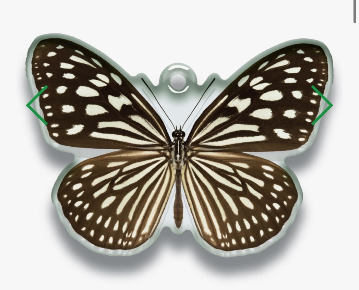 新品　鱗翅学者の私的標本　アクリルマスコット2 リュウキュウアサギマダラ　蝶　アクキー　アクリルキーホルダー　ガチャガチャ　ガチャ