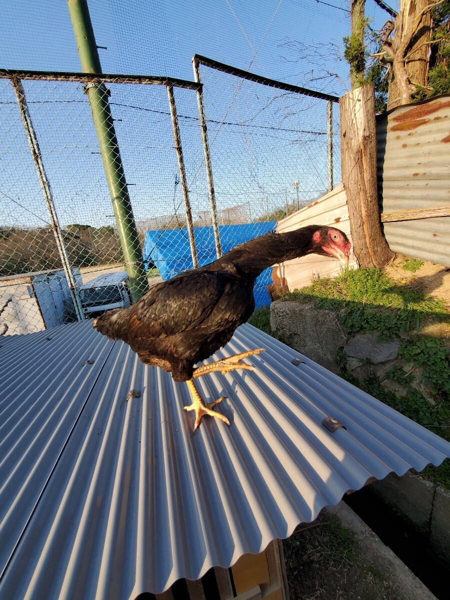 下軍鶏生食用有精卵５個_画像7