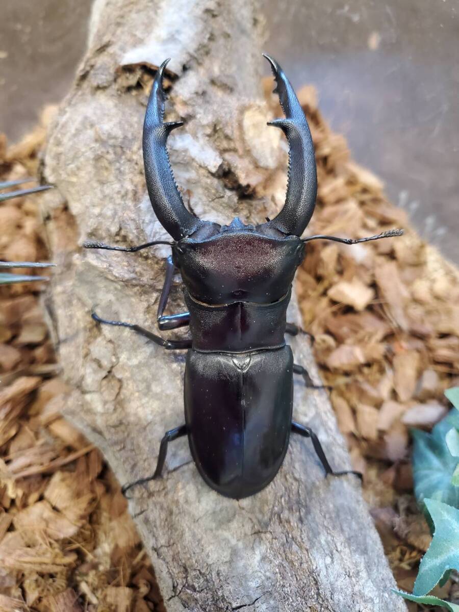 マンディブラリスフタマタ♂110ミリペアの画像1