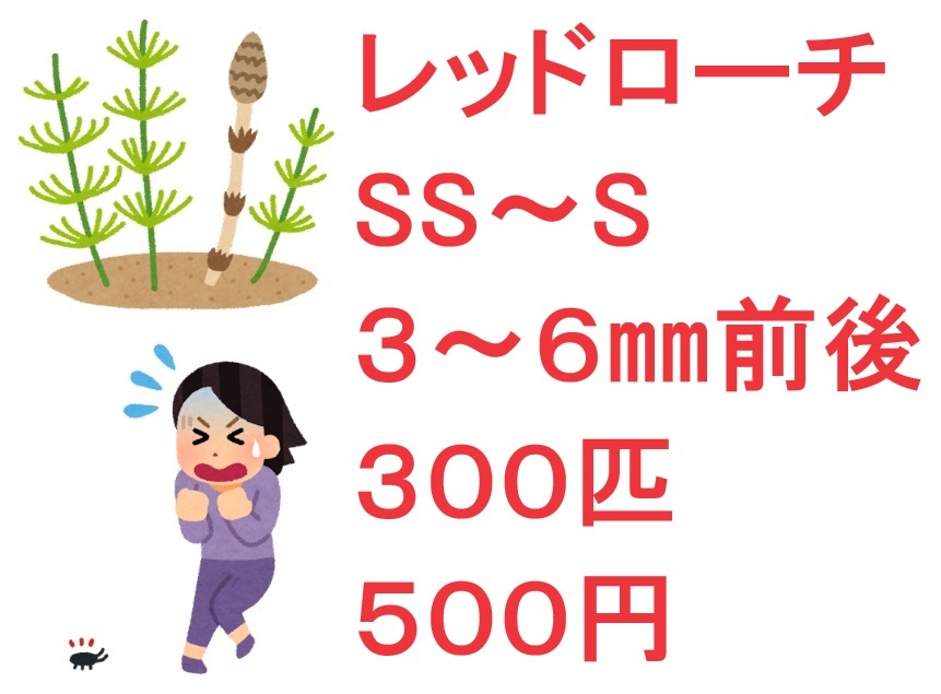 レッドローチ SS～S ３～６㎜前後 ３００匹 ５００円の画像1