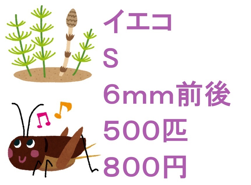 ヨーロッパイエコオロギ　S　6ｍｍ前後　5００匹　8００円_画像1