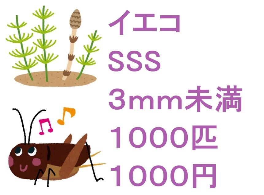 ヨーロッパイエコオロギ SSS ３ｍｍ未満 １０００匹 １０００円の画像1
