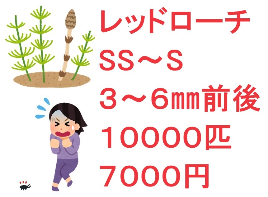 レッドローチ SS～S ３～６㎜前後 １００００匹 7０００円_画像1