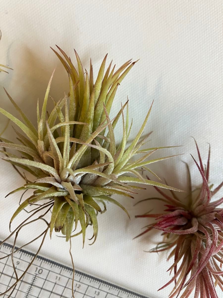 チランジア イオナンタ ionantha ３種セット