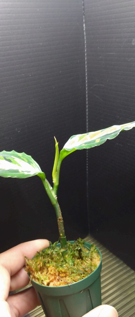 アグラオネマ　ピクタム　ラプラス　箱　Aglaonema pictum”Laplace”UC from sibolga timur　AZ0213-5c　箱　増殖株 №３_画像4