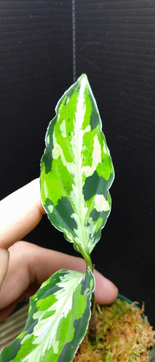 アグラオネマ ピクタム ラプラス 箱 Aglaonema pictum”Laplace”UC from sibolga timur AZ0213-5c 箱 増殖株 №４の画像2