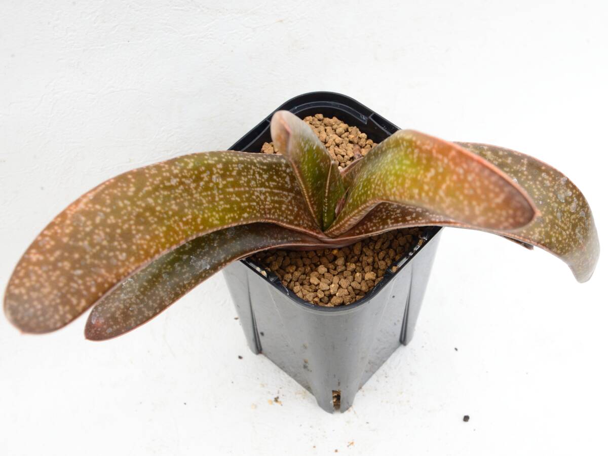 Gasteria koenii 'Distichous form' / ガステリア 新種 多肉植物_画像5