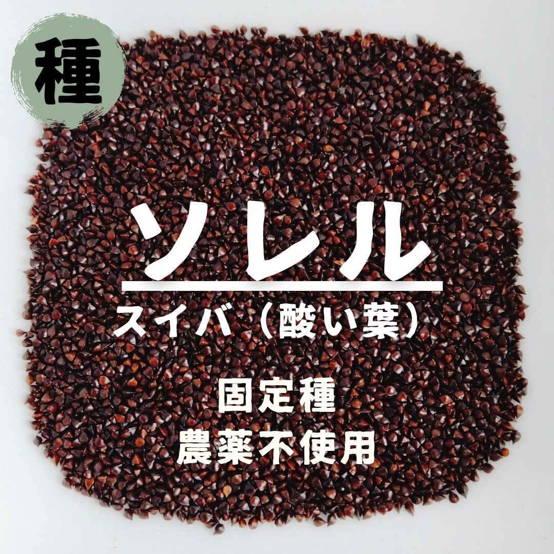 【種】ソレル　スイバ（酸い葉）　無農薬　400粒