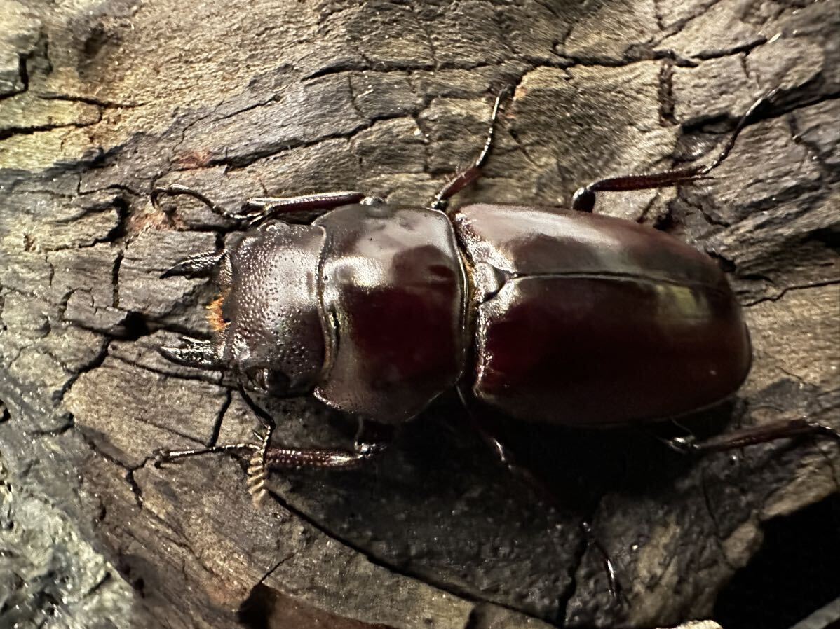 4月23日発送 フォルスターフタマタクワガタニシ新成虫1♂2♀②_画像7