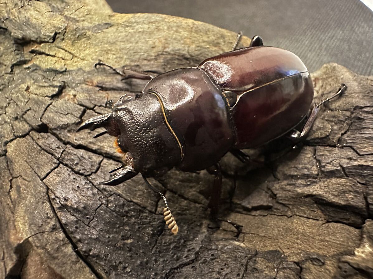 4月30日発送 フォルスターフタマタクワガタニシ新成虫ペア②メス要確認_画像6