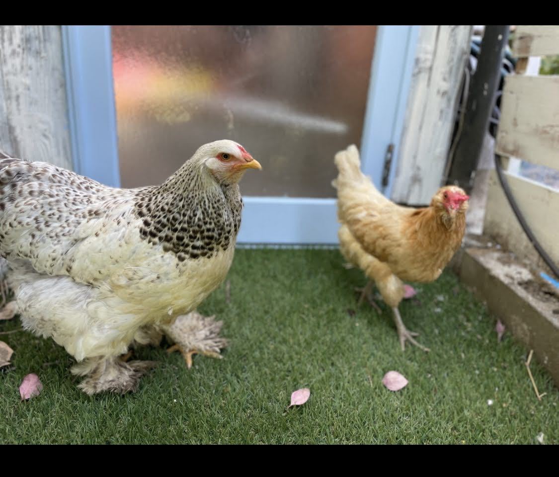 【超貴重】世界最大鶏ブラマ 有精卵 とカラフルなアローカナ有精卵 5個食べ比べの画像3