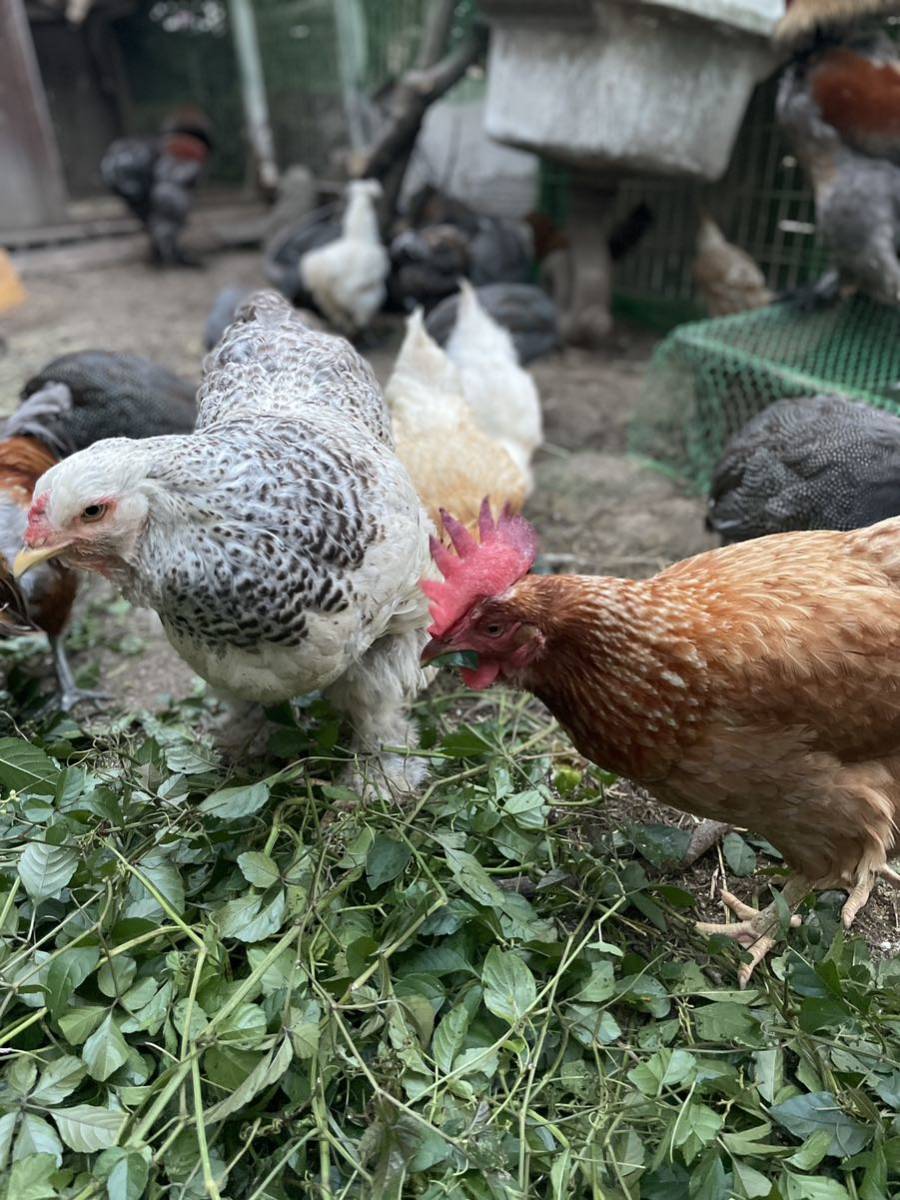 【超貴重】世界最大鶏ブラマ 有精卵 とカラフルなアローカナ有精卵 5個食べ比べの画像6