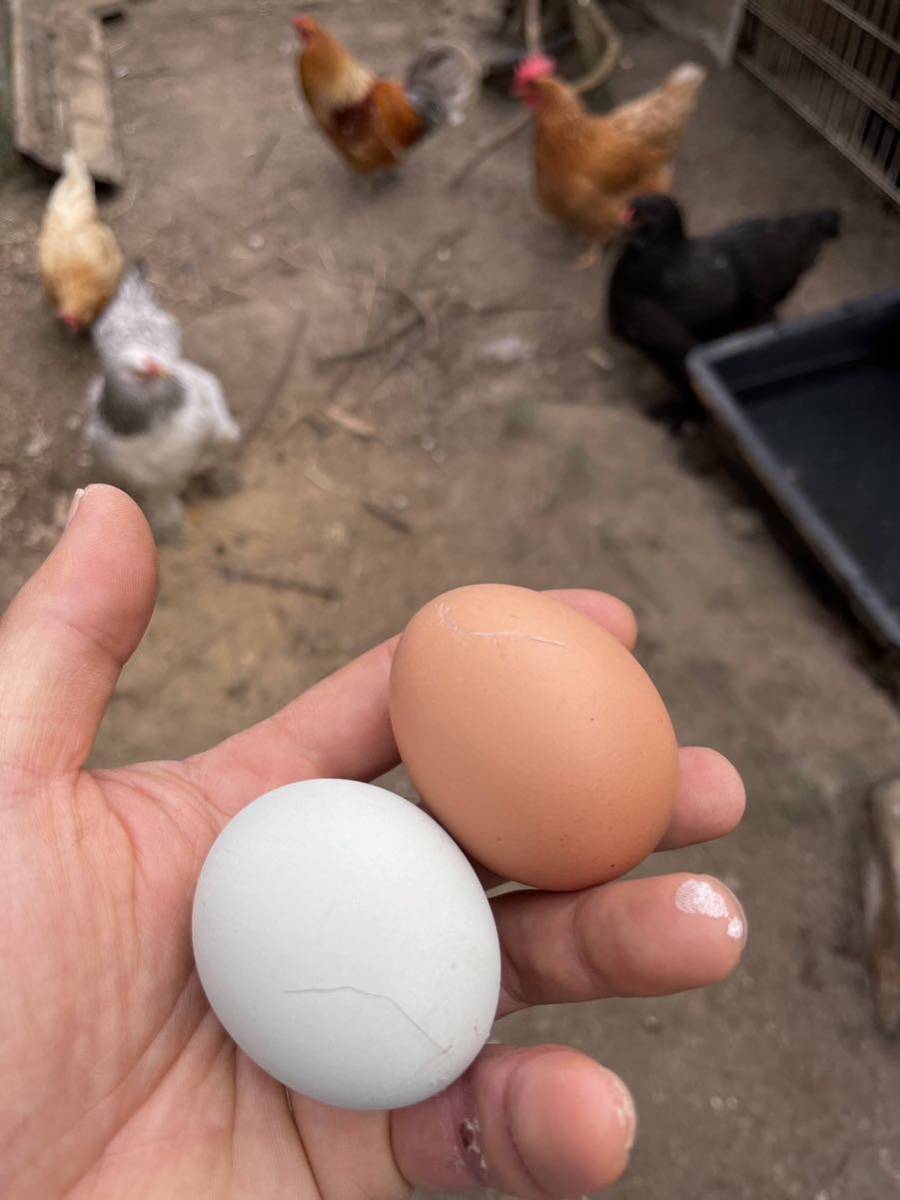 【超貴重】世界最大鶏ブラマ 有精卵 とカラフルなアローカナ有精卵 5個食べ比べの画像5