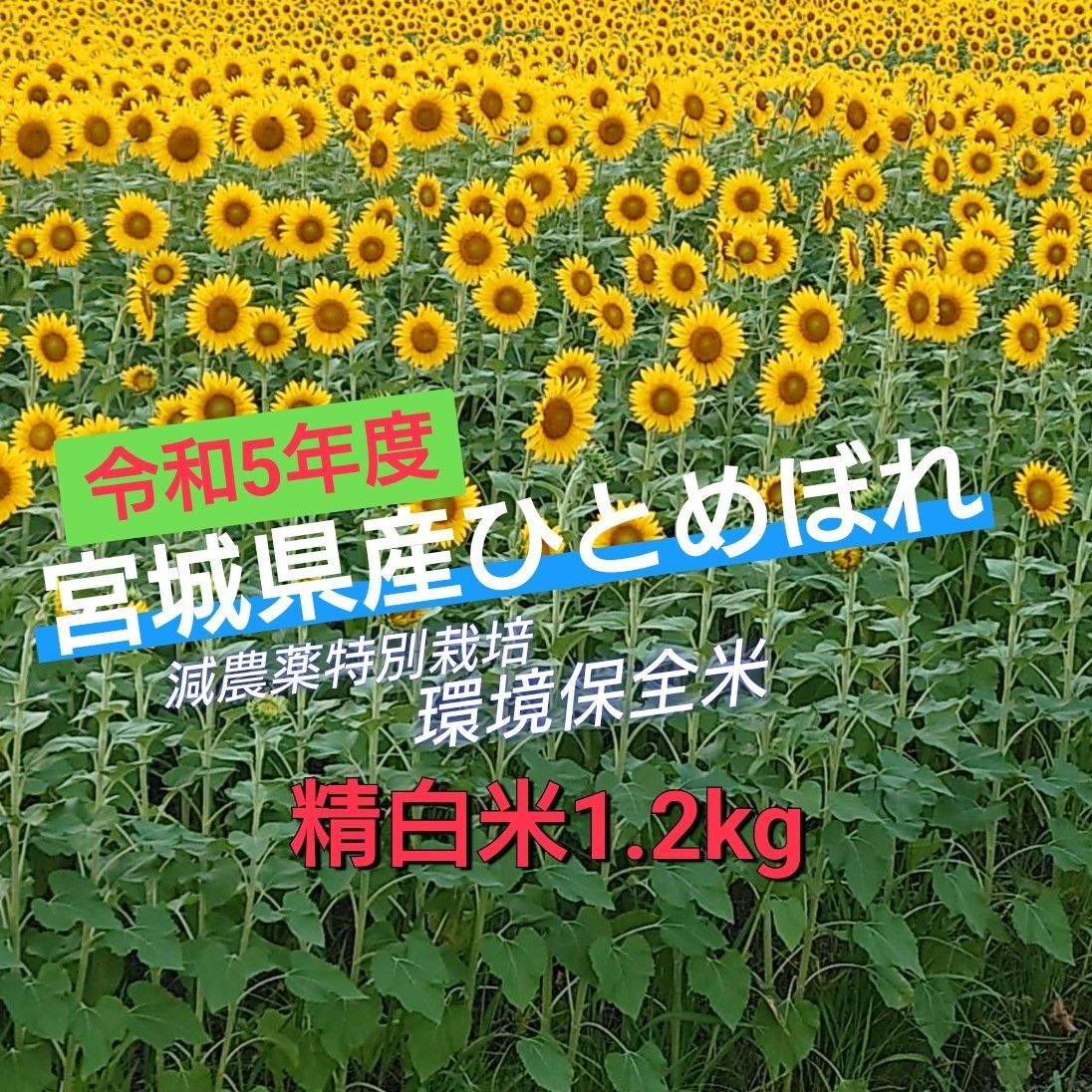 精白米1.2kg【令和5年宮城県産ひとめぼれ】減農薬栽培環境保全米