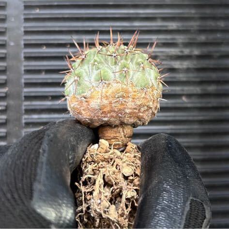 【良型】コピアポア 孤竜丸 copiapoacolumnaalba （実生） 強棘 白肌 扁平 植替え前出品_画像1