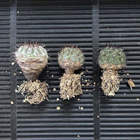 【良型】コピアポア 孤竜丸 copiapoacolumnaalba （実生） 強棘 白肌 扁平 植替え前出品_画像4