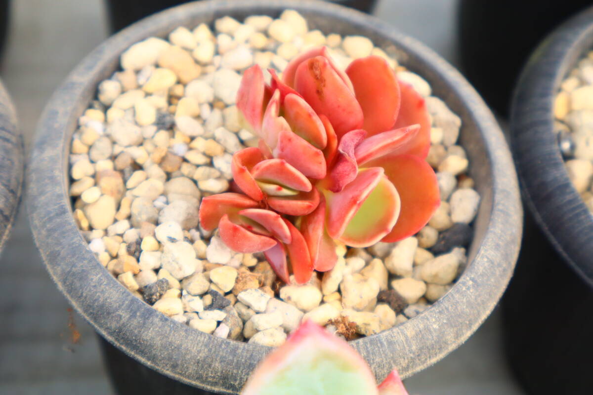 多肉植物　エケベリア・BigRed綴化_画像1