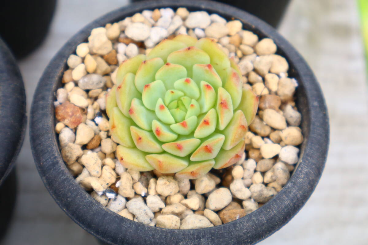 多肉植物 エケベリア・キルヒネアの画像1