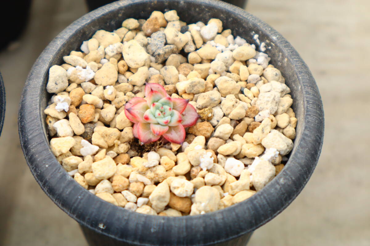 多肉植物 エケベリア・沙羅姫牡丹×メキシケンシザラゴーサの画像1