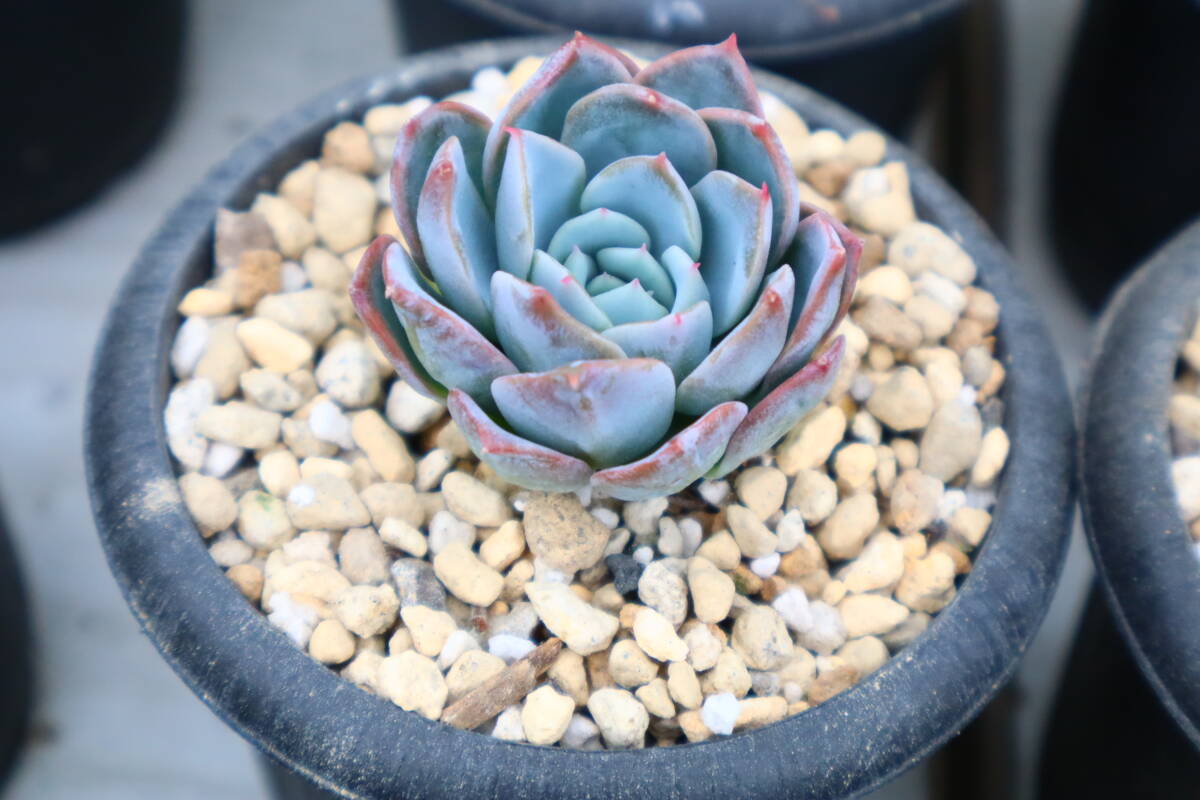 多肉植物　エケベリア・ナイチンゲール_画像2