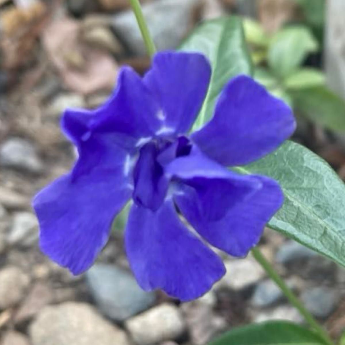 ブルーの花　6苗