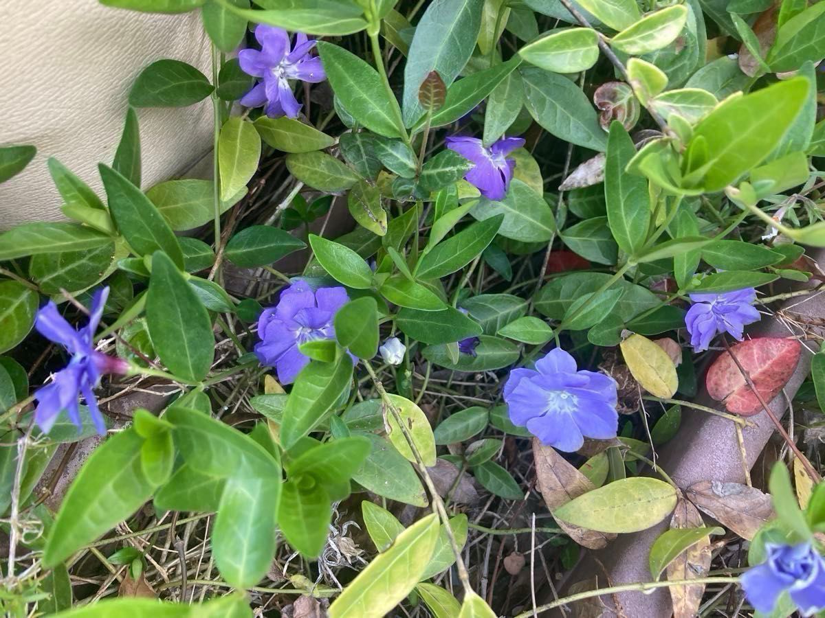 ブルーの花　6苗