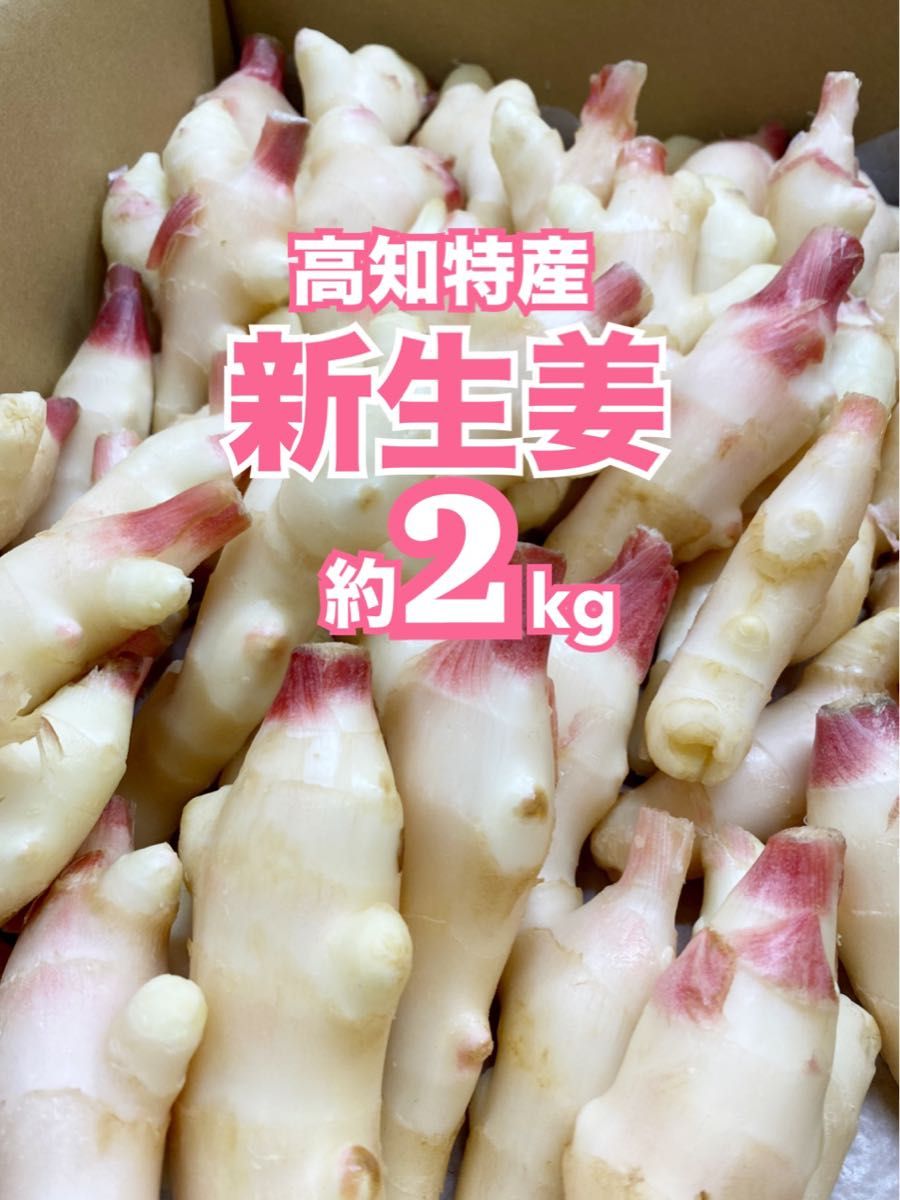 【訳あり】高知特産 新生姜 約2kg しょうが 生姜