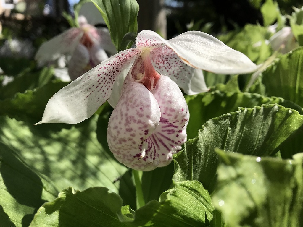 【鉢植え(1) 】開花予定花芽2芽＋葉芽1 ◆台湾（タイワン）クマガイソウ ◆山野草 ◆蘭（ラン）◆苗 ◆希少品 綺麗な薄桃色の花が咲きます_花の拡大写真（2）（開花時の参考写真）