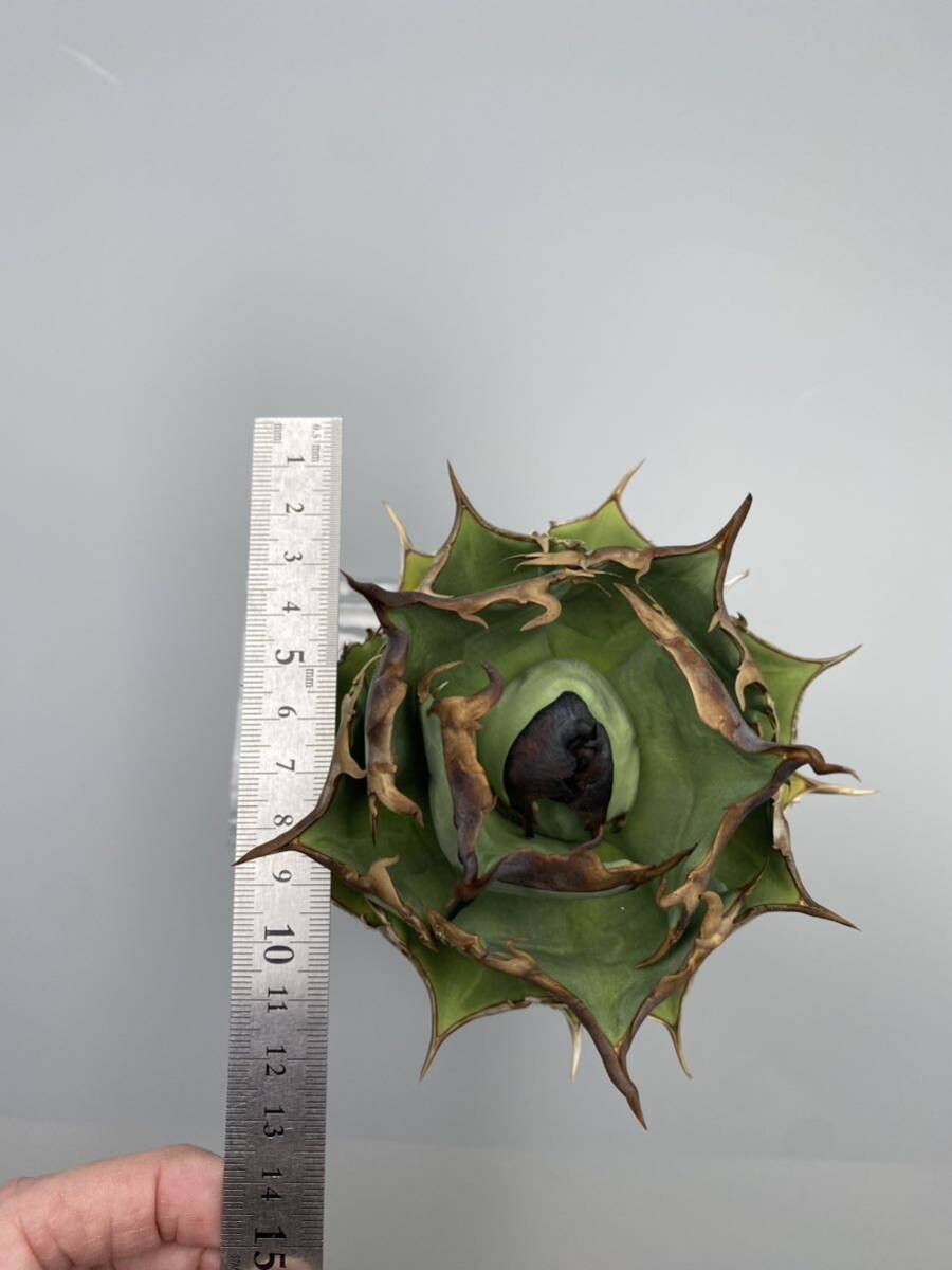 Agave titanota アガベ チタノタ Dennis 040 検)キングアーサー の画像4