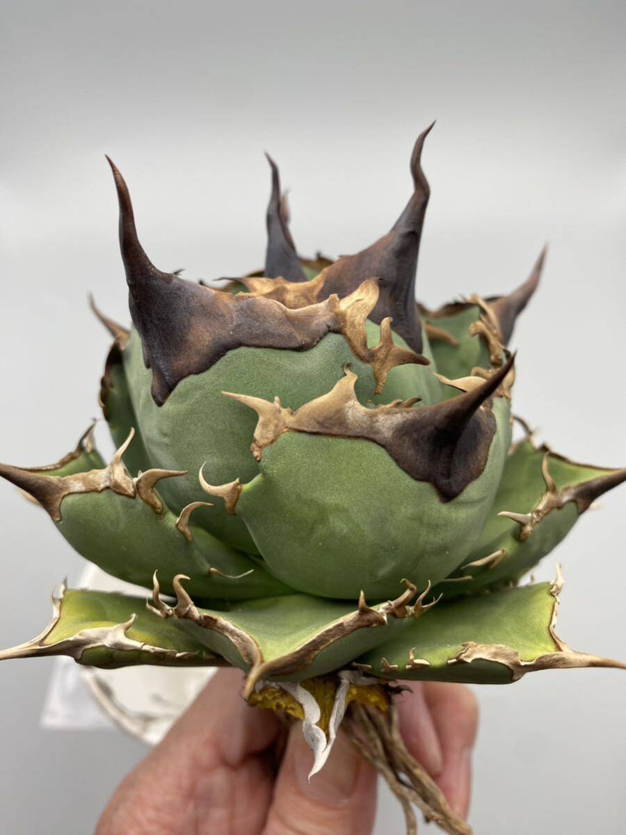 Agave titanota アガベ チタノタ Dennis 040 検)キングアーサー の画像3