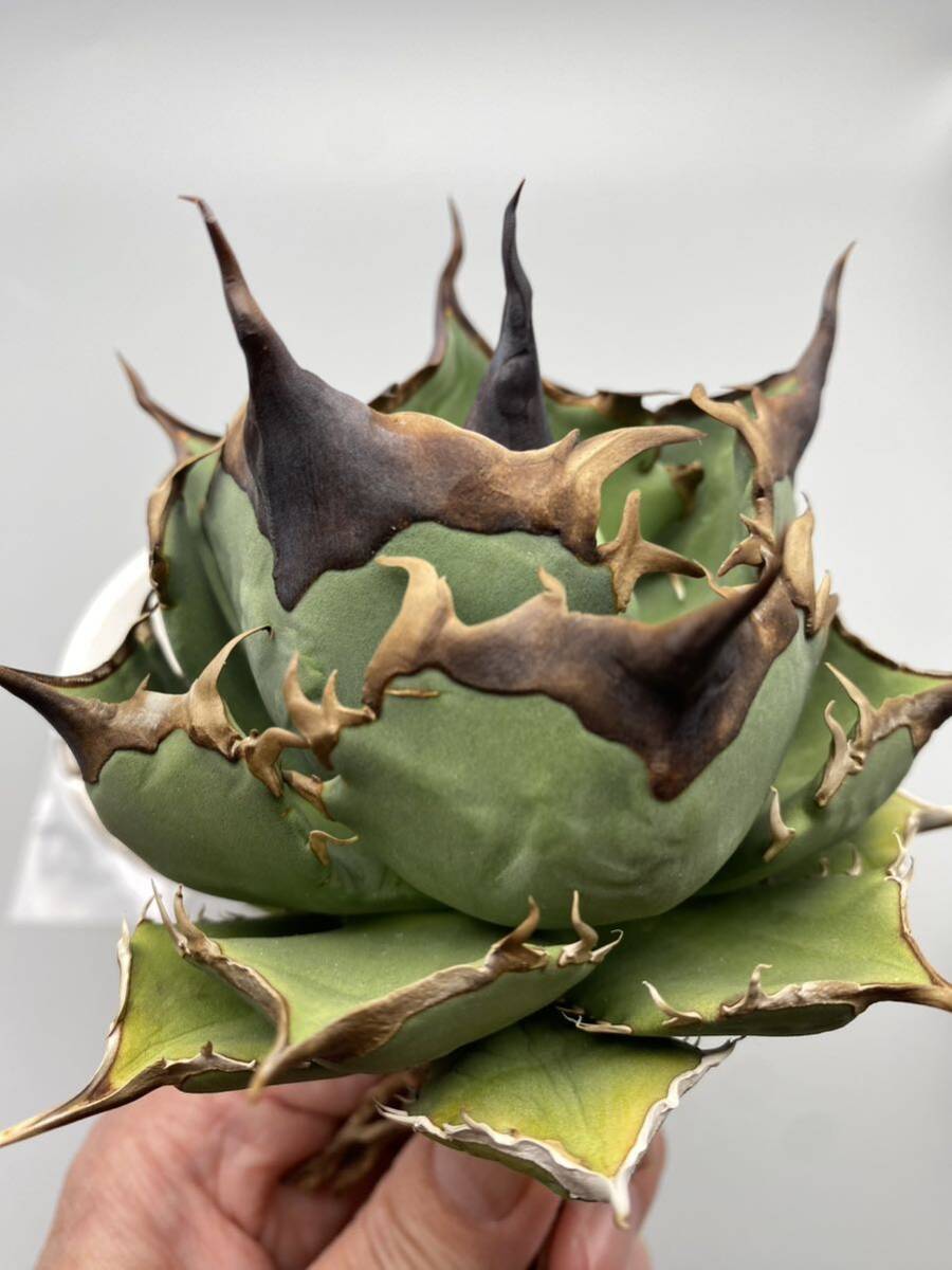 Agave titanota アガベ チタノタ Dennis 040 検)キングアーサー の画像2