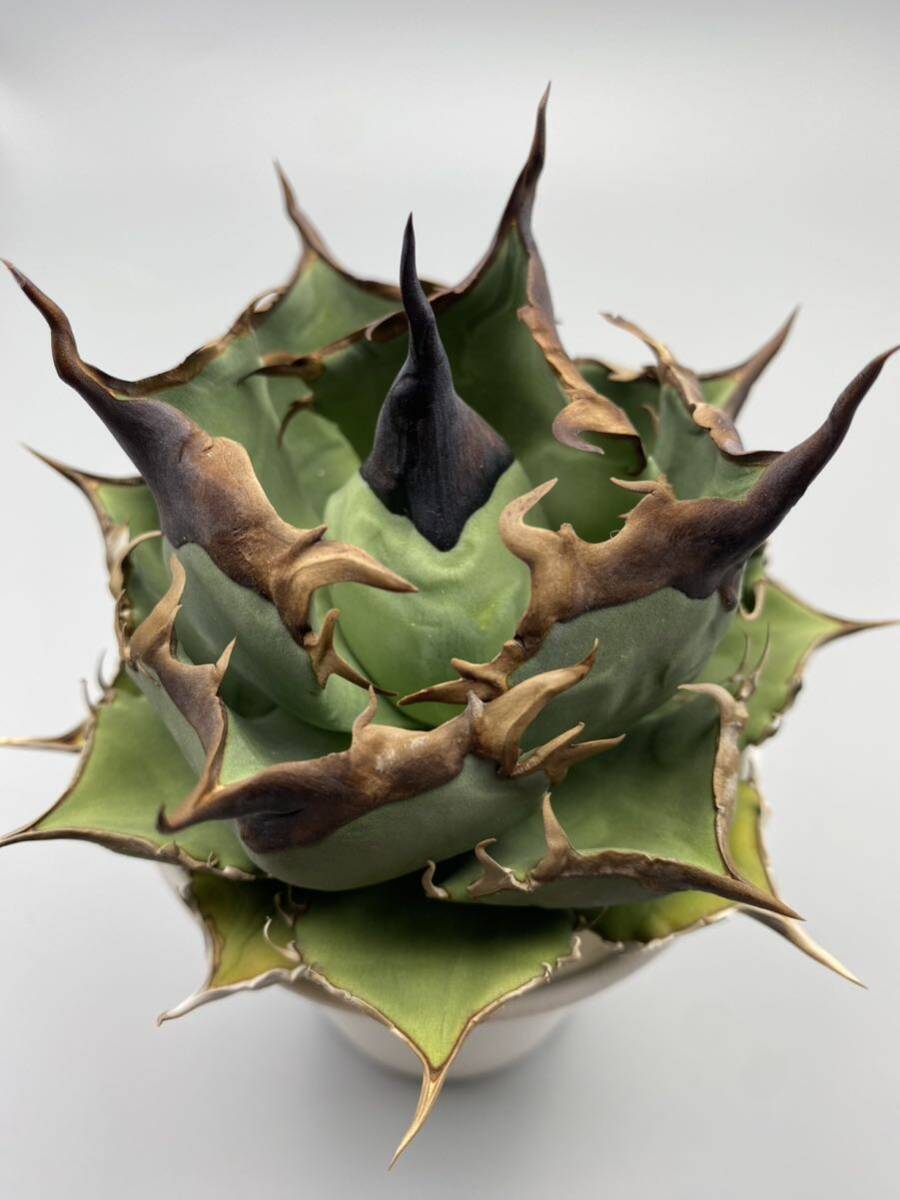 Agave titanota アガベ チタノタ Dennis 040 検)キングアーサー の画像1