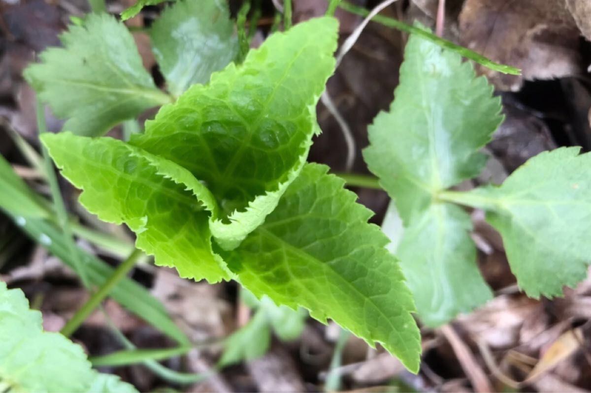 春の野草祭♪新潟産農薬不使用！スギナ、三つ葉、よもぎ3株づつのお得な野草セット