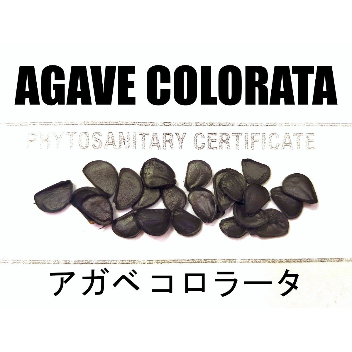 1月入荷 10粒+ アガベ コロラータ 種子 種子 colorata