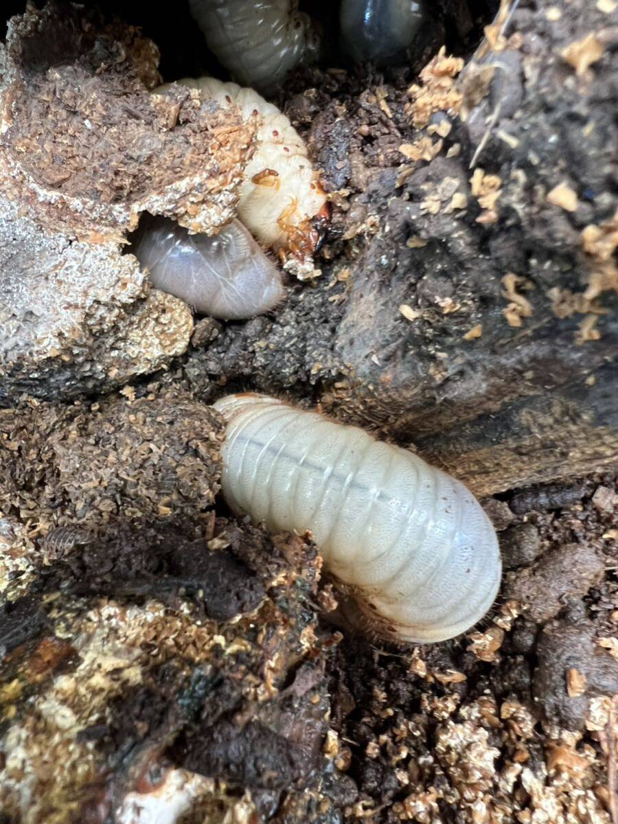 [ Tokyo Metropolitan area * Yamanashi prefecture production ] rhinoceros beetle larva 3.10 head 