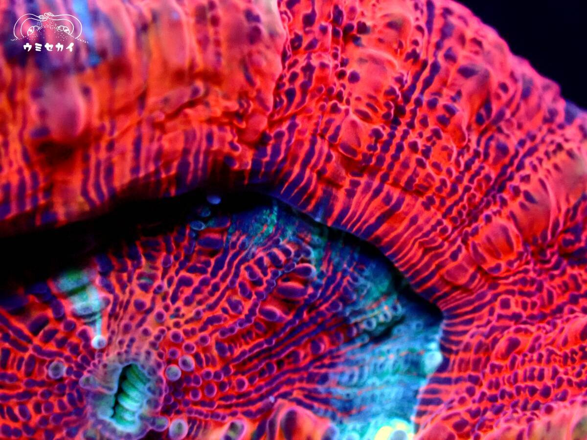 『スコリミア/レッド』サイズ/約３センチ サンゴ〔ウミセカイ〕の画像3