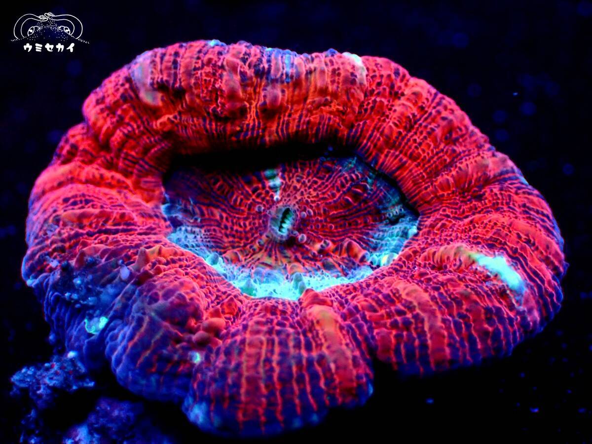 『スコリミア/レッド』サイズ/約３センチ サンゴ〔ウミセカイ〕の画像2