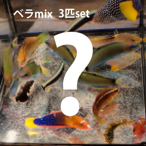 激安 ベラ MIX 3匹set(A-2707) 海水魚 サンゴ 生体_画像1