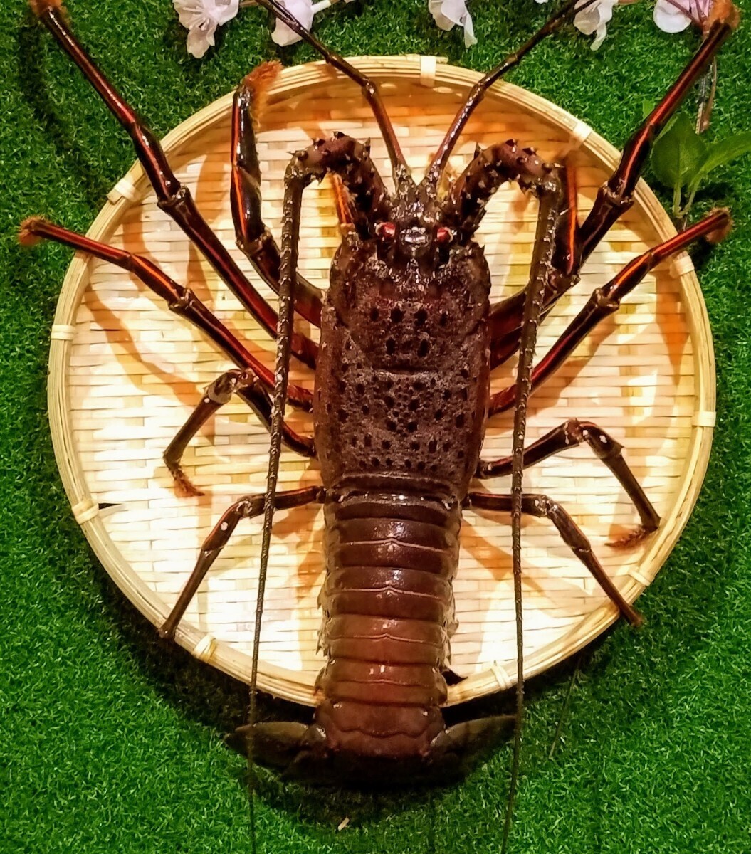 限定出荷♪獲れたて新鮮♪太平洋遠州灘産☆活き伊勢エビ☆活き伊勢海老★特大１匹☆８００グラム_画像1