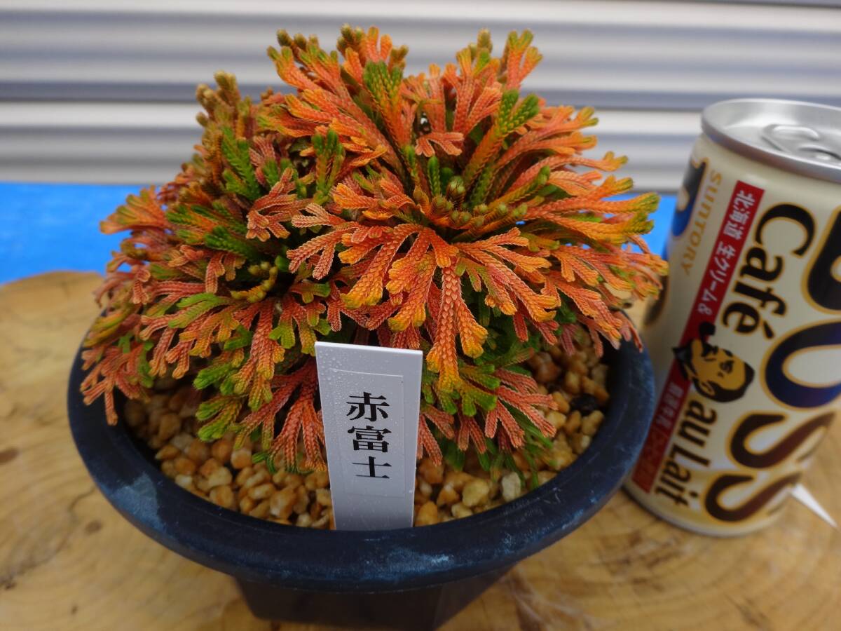 いわひば レア品種 《 赤富士 》 10年物 岩松 巻柏 古典園芸植物 イワヒバ 盆栽の画像1