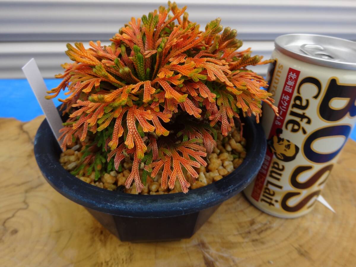 いわひば レア品種 《 赤富士 》 10年物 岩松 巻柏 古典園芸植物 イワヒバ 盆栽の画像4