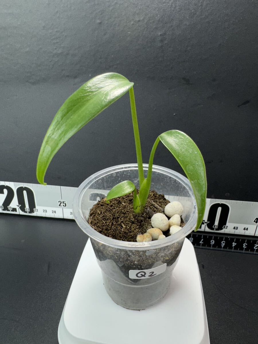 モンステラ バールマルクスフレーム （ディラセラータ）Monstera Burle Marx's Flame Monstera sp.dilacerata 組織培養苗 順化済 Q2の画像2