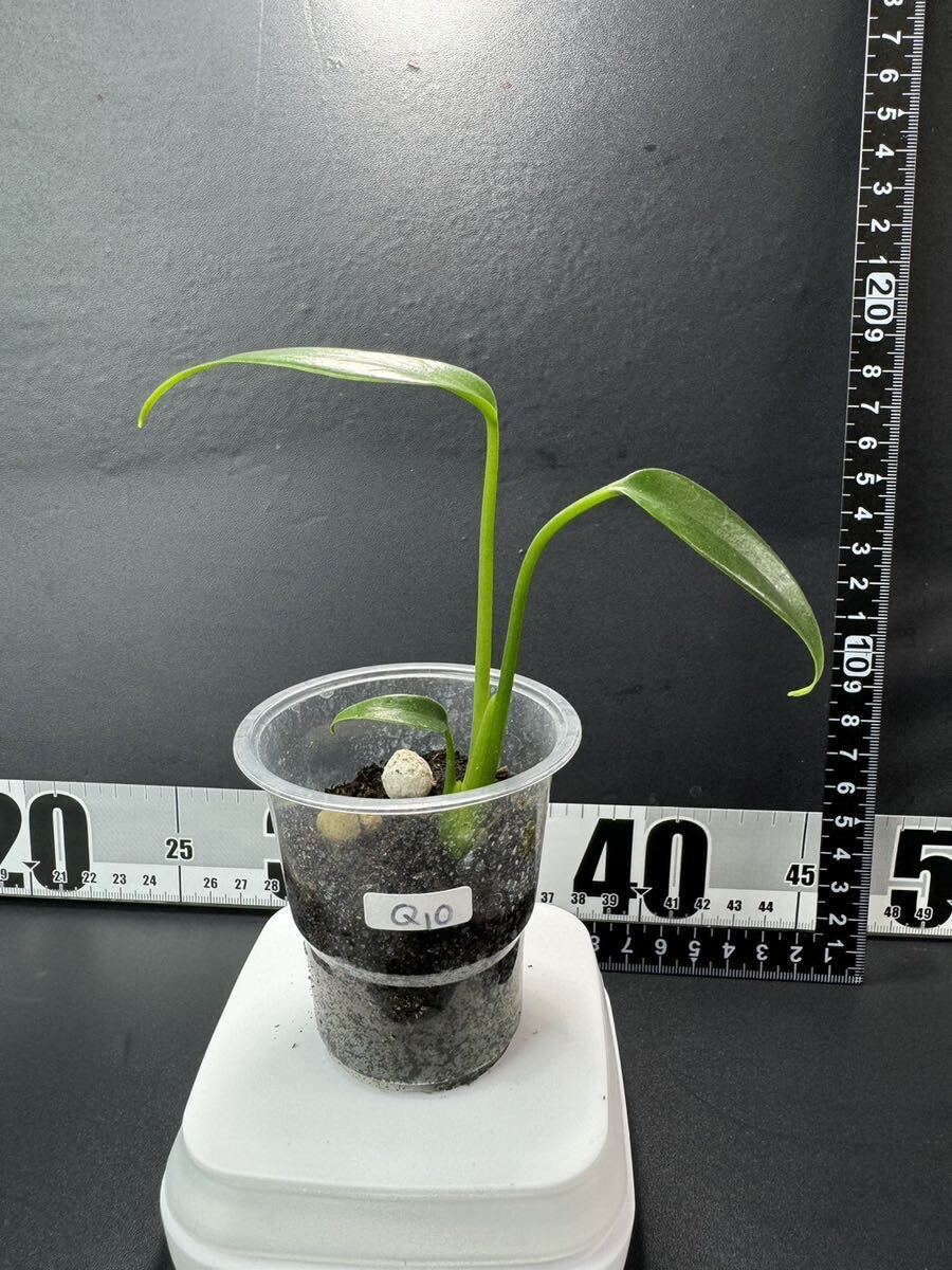 モンステラ バールマルクスフレーム （ディラセラータ）Monstera Burle Marx's Flame Monstera sp.dilacerata 組織培養苗 順化済 Q10の画像5