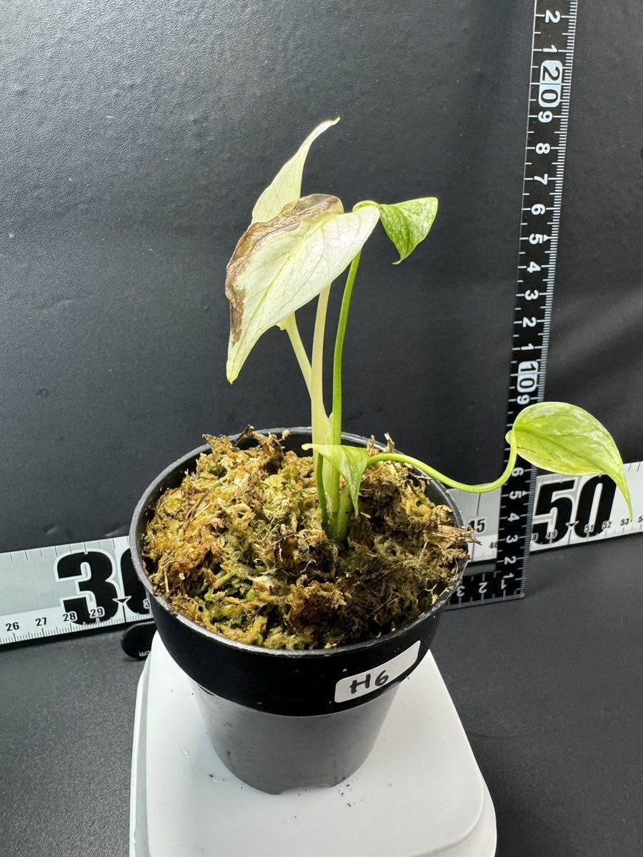 モンステラ デリシオーサ ホワイトモンスター Monstera deliciosa White Monster 組織培養苗 順化済　H6_画像6