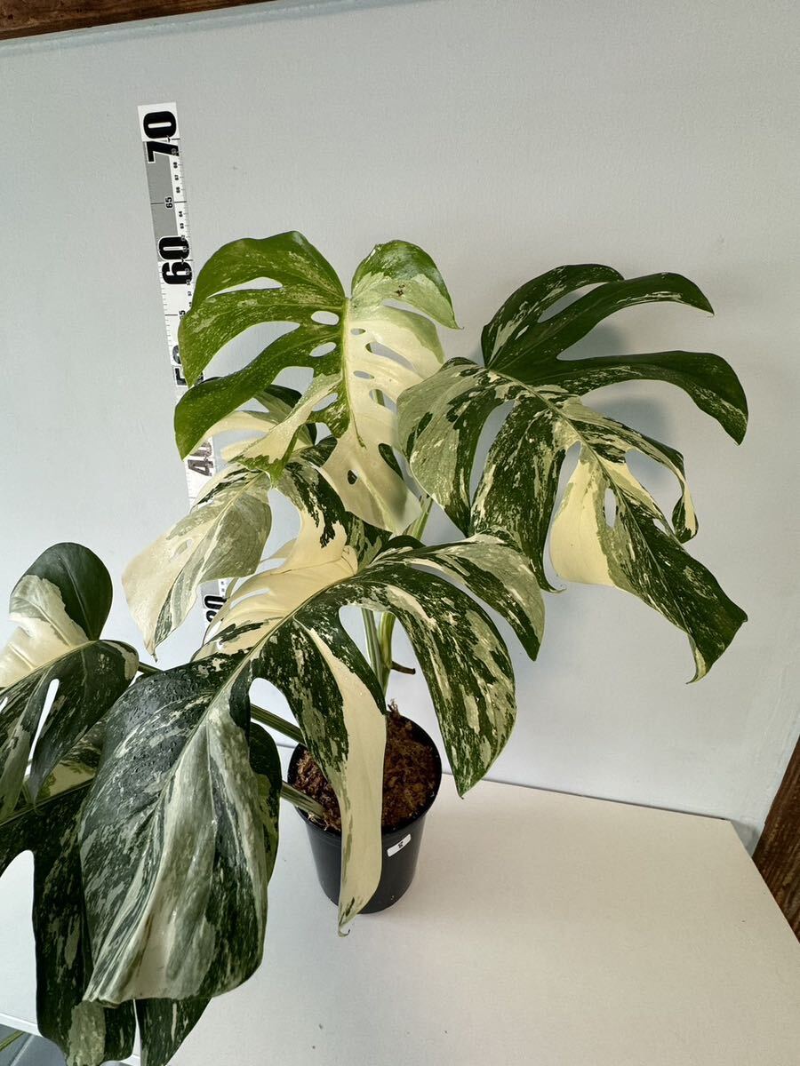 モンステラ ボルシギアナ アルボ ホワイトタイガー斑入り Monstera Borsigiana Albo Variegated :8の画像1