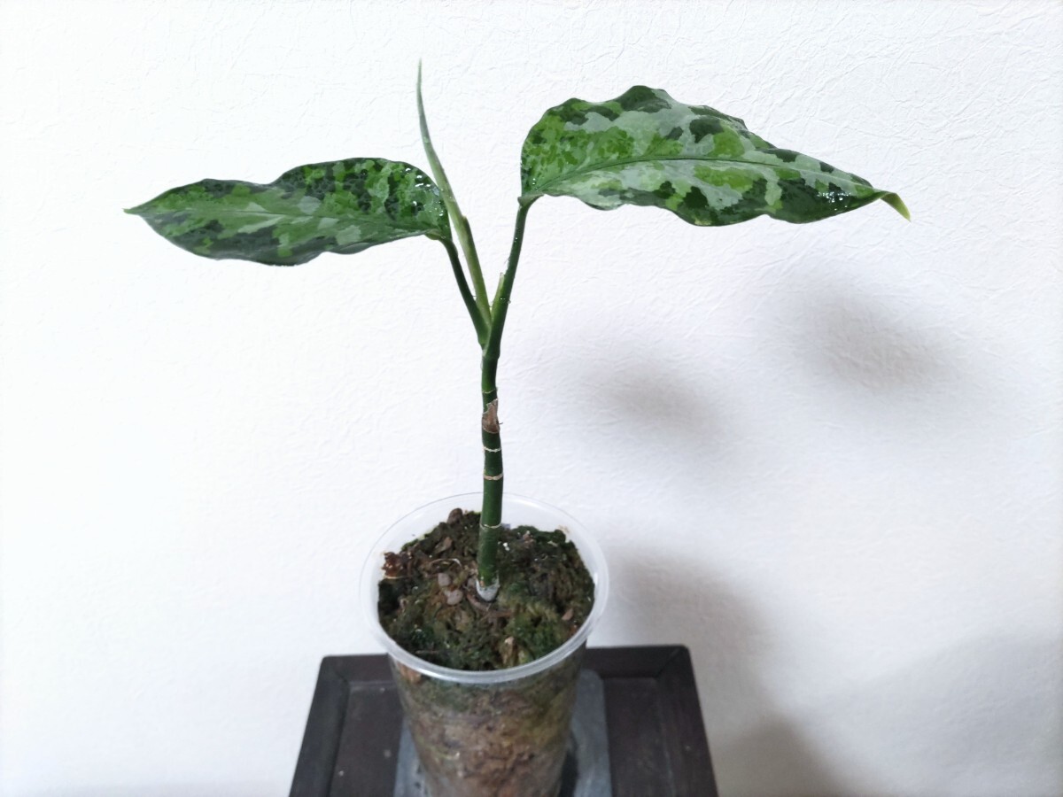 アグラオネマ ピクタム【アンダマン】トリカラー Aglaonema pictum tricolor [Andaman】の画像5